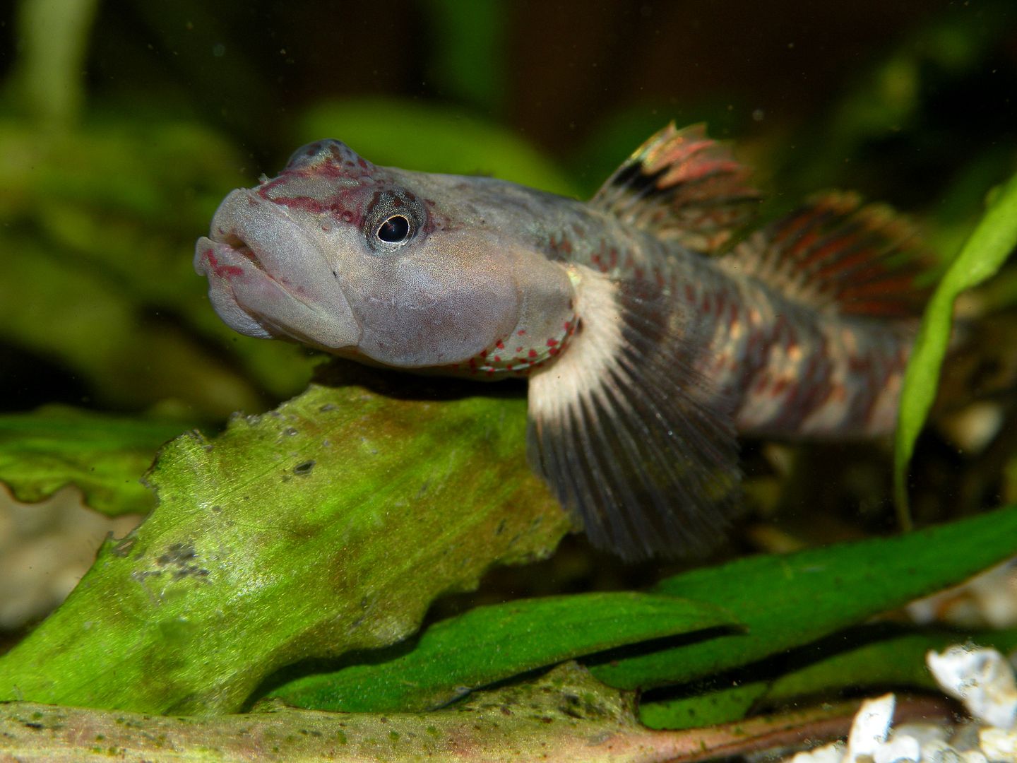 My Catfish and tanks Page 13